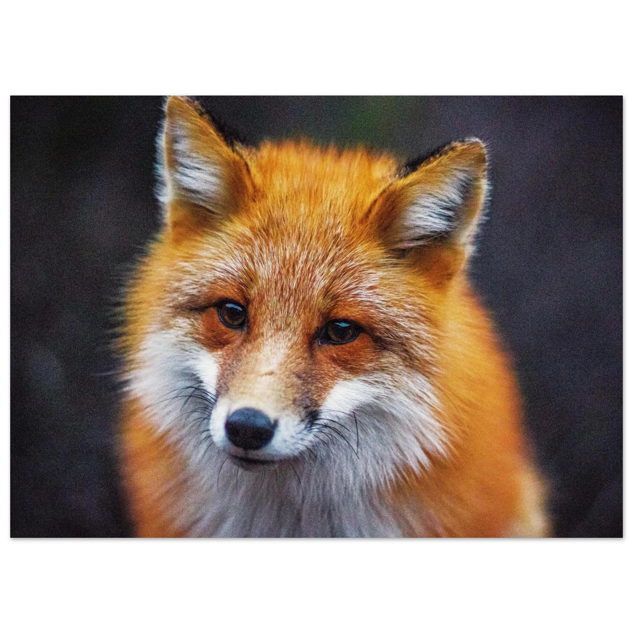 4ea4923e-9533-4f25-bfd1-728d1fbd630b