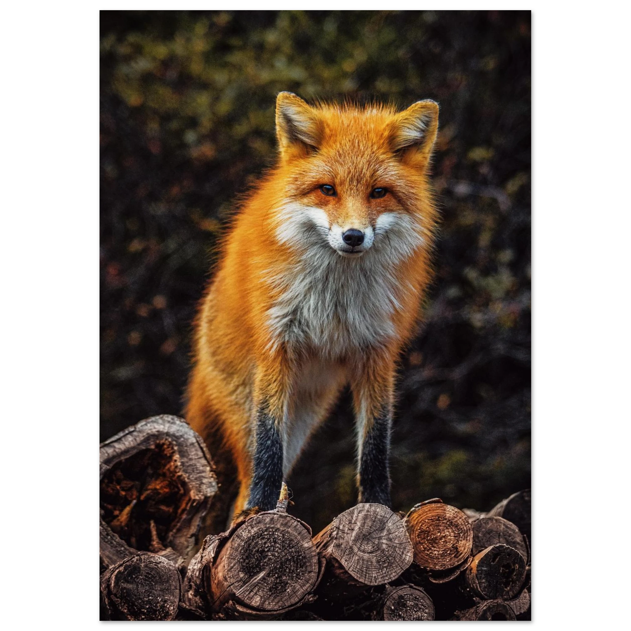 61635e88-c278-4687-8c75-a1a530457c6e