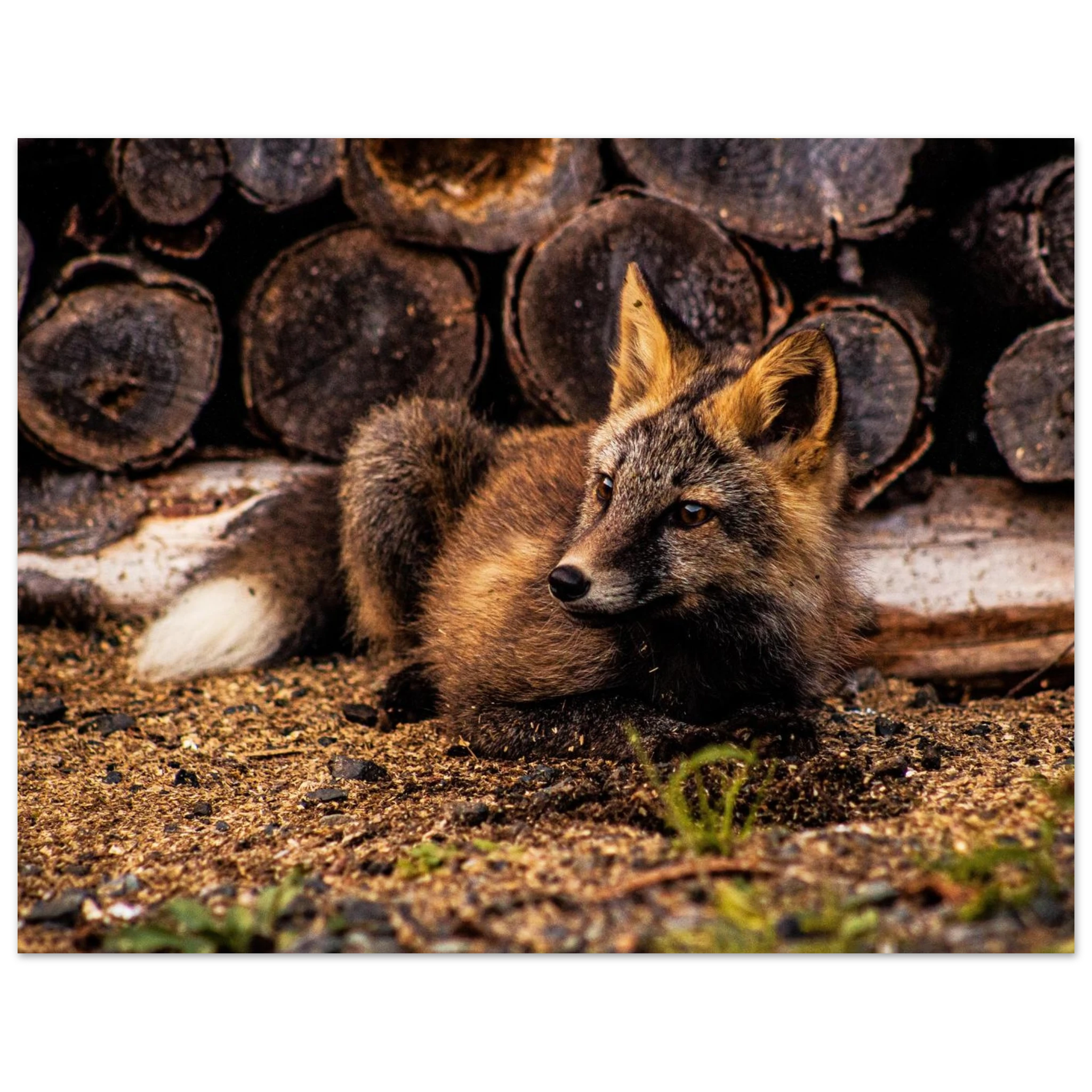 862c239c-53e2-4b7a-aa26-163a6723a64f