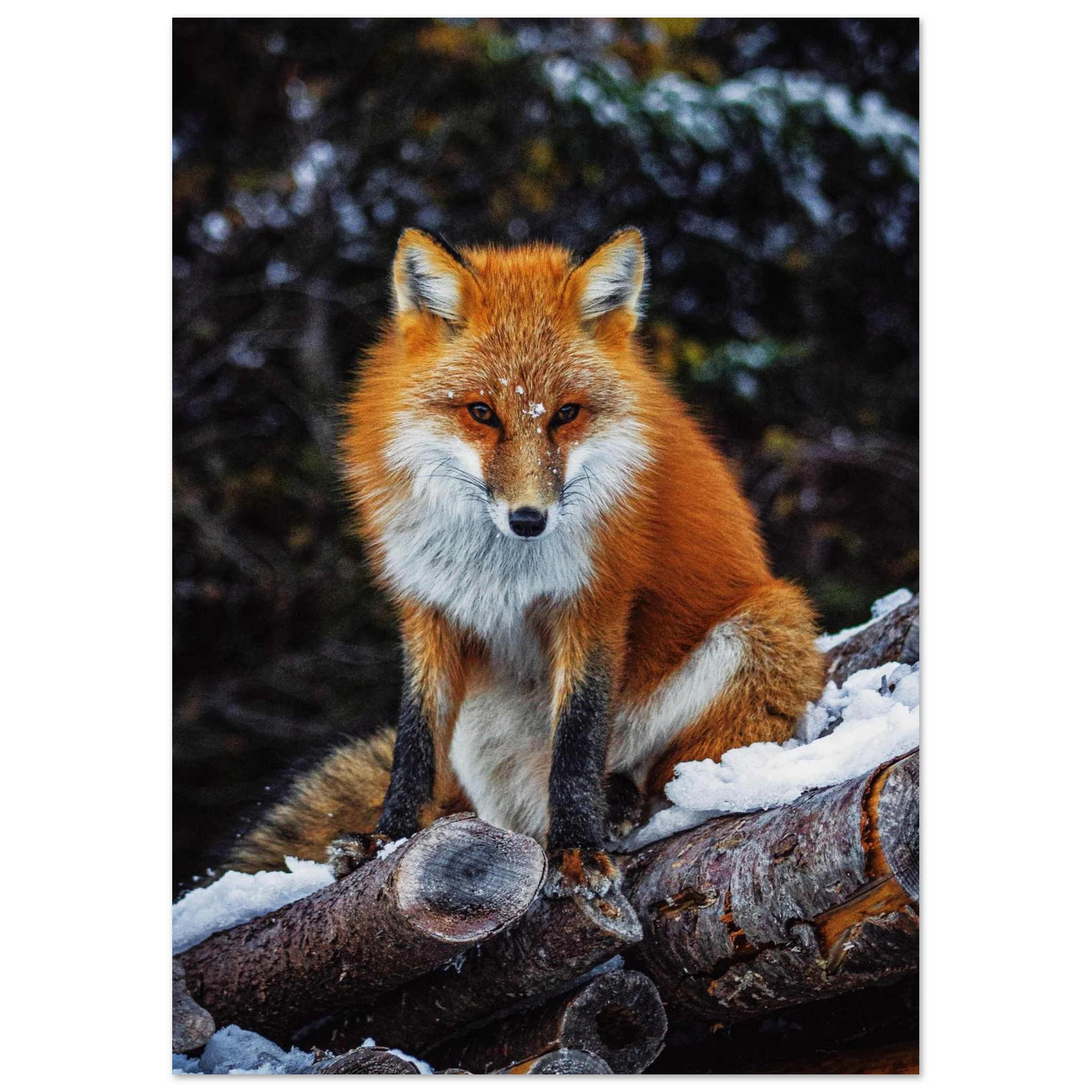 881ac2bd-a68c-4334-b728-bf69d1fcb492