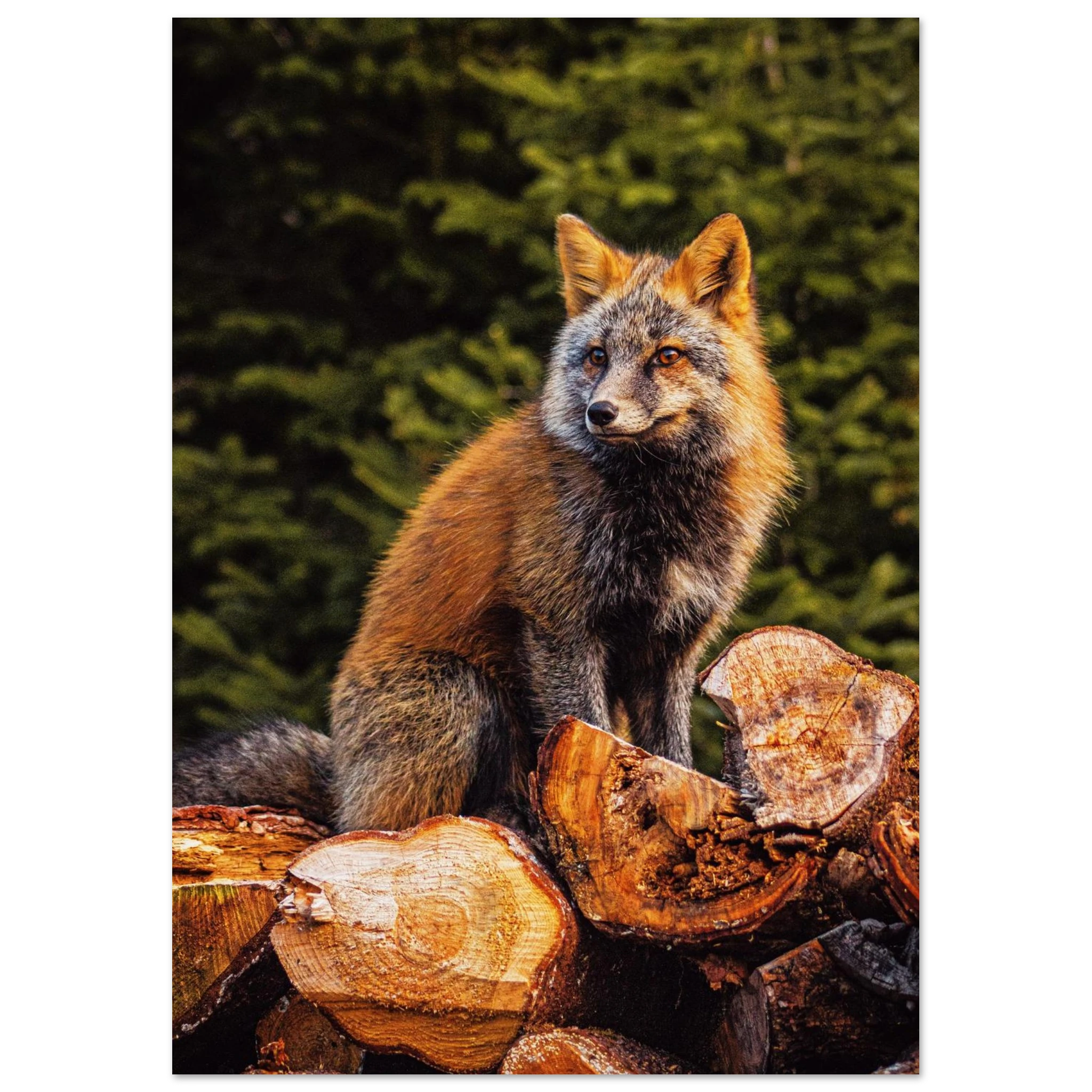 aee167f7-6d89-43fd-ae57-faee5d1f226e