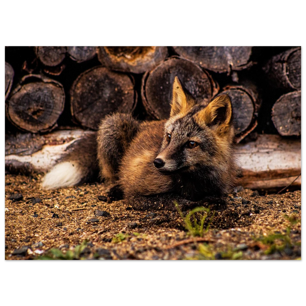 c75f55a3-54a4-43ec-99b8-fed97e36c992