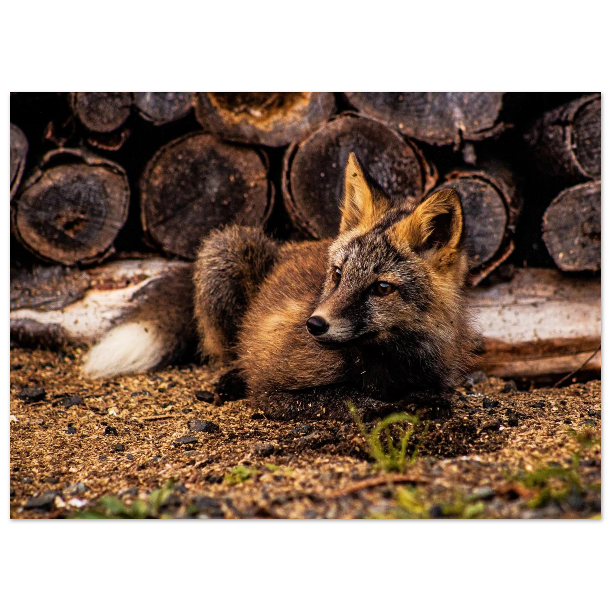 c75f55a3-54a4-43ec-99b8-fed97e36c992